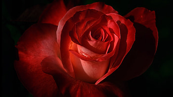 Plants, Flowers, Roses HD wallpaper