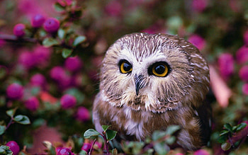 Animals, Flowers, Owl, Wood, Tree HD wallpaper