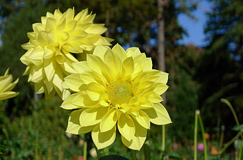 Flowers, Close-Up, Dahlias HD wallpaper