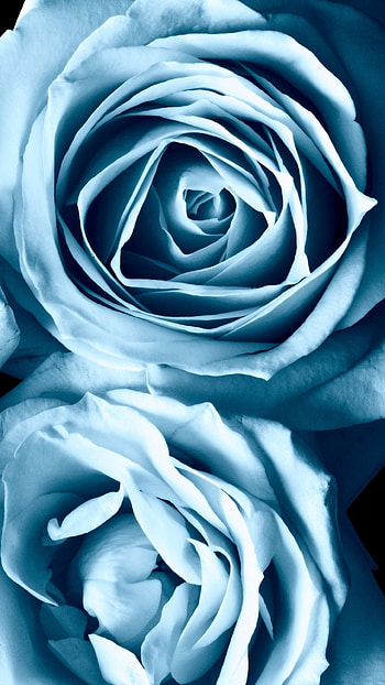 Light Blue, Rose HD phone wallpaper