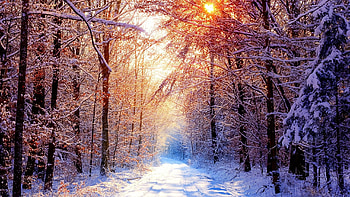 Winter, forest, tree, path, iarna, nature HD wallpaper