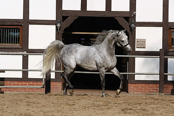 Grey Oriental , horses, grey, arabian horse, animals HD wallpaper