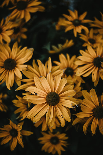 Flowers, Bloom, Flowering, Osteospermum HD phone wallpaper
