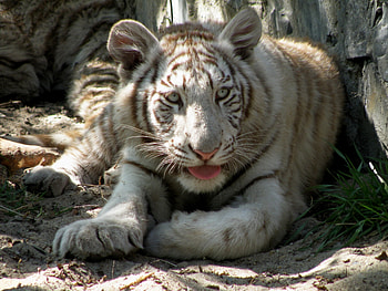 Animals, To Lie Down, Lie, Muzzle, Shadow, Predator, Tiger, Albino HD wallpaper