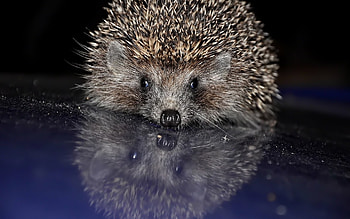 Animals, Hedgehogs HD wallpaper