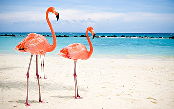 Aruba Island, Bucket list destination, Ultimate vacation, Dream getaway HD wallpaper