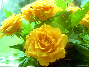 Rosen, nature, dreams, roses, love HD wallpaper