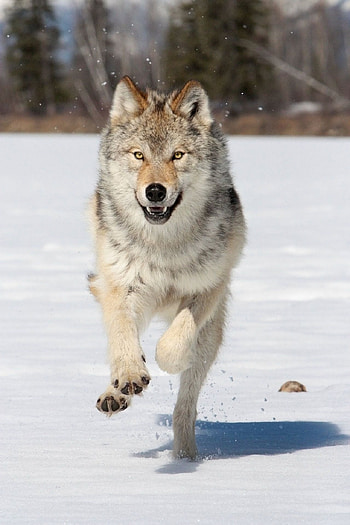 Gray Wolf, Que viene el lobo, Wolf running, Wolf dog HD phone wallpaper