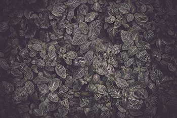 Leaves, Plant, Macro, Texture, Veins HD wallpaper