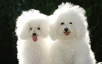Animals, Dogs HD wallpaper