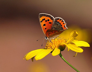 butterfly for Cherie, nature, flowers, butterfly, yellow HD wallpaper