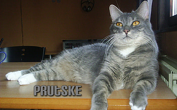 Prutske, animal, cats, cat, pet HD wallpaper