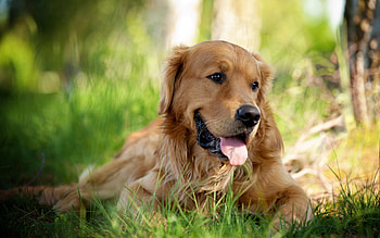 Animals, Grass, To Lie Down, Lie, Dog, Tongue, Language, Tired HD wallpaper