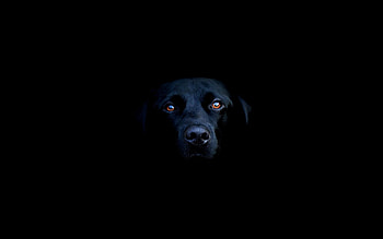 Dark dogs, Top , Dark dogs backgrounds, Striking beauty HD wallpaper
