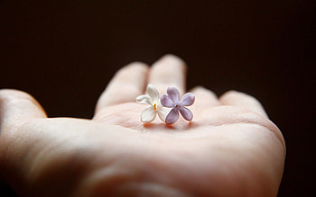 Flower, Plant, Macro, Hand, Palm HD wallpaper