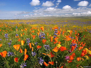 Plants, Landscape, Flowers, Fields, Sky, Clouds HD wallpaper