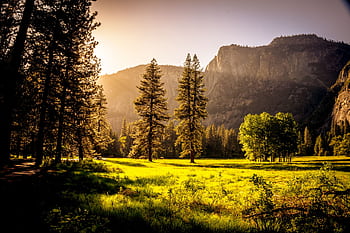 Captivating autumn scene with sunlit forest clearing and mountains at sunset, perfect for nature backgrounds. HD wallpaper