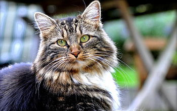 Cat, kitten, sweet, kitty, cats, cute, beautiful, paws, beauty, cat face, pretty, animals, face, lovely, hat HD wallpaper
