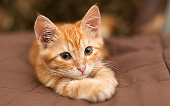 Kitten, pisica, cute, cat, paw, orange, ginger HD wallpaper