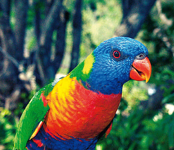 Lorikeet, animal, trees, bird HD wallpaper