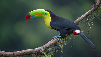 Toucan, Birds of paradise, Fascinating avian creatures, Wildlife appreciation HD wallpaper