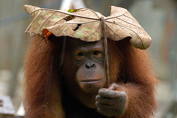Orangutan, Primate affection, Mother and baby, Wildlife graphy HD wallpaper