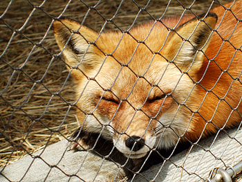 Fox 2, outside, red, nature, fox, sleep HD wallpaper