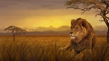 Awesome lion , Impressive visuals, Breathtaking beauty, to HD wallpaper