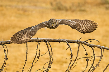 Animals, Owl, Flight, Wings, Great Gray Owl, Bearded Obscure HD wallpaper