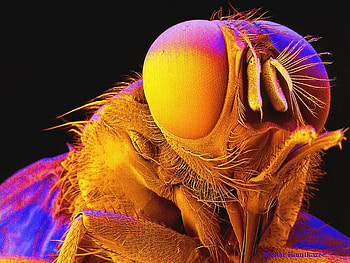 butterfly, bee, colors, close-up, eye, macro HD wallpaper