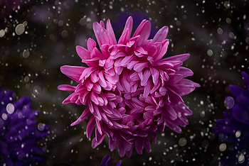 Chrysanthemum, Macro, Bokeh, Petals HD wallpaper