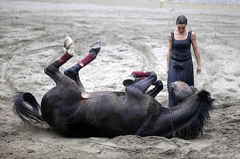 tenderness, between woman and horse, tenderness, horse, and, between, woman HD wallpaper