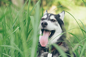 Animals, Dog, Muzzle, Protruding Tongue, Tongue Stuck Out, Husky HD wallpaper