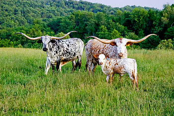 Family, Longhorn HD wallpaper
