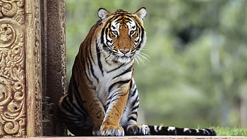 Animals, Sit, Predator, Big Cat, Tiger, Waiting, Expectation HD wallpaper