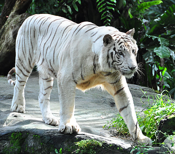 Animals, Predator, Big Cat, Tiger, Bengal Tiger HD wallpaper