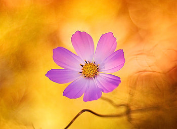 Beautiful Flower, beautiful, , flower HD wallpaper