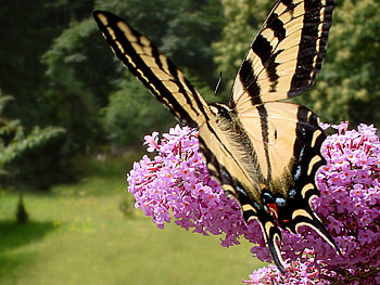 AMAZING BUTTERFLY, incest, cool, amazing, nice HD wallpaper