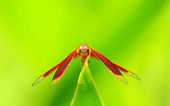 Grass, Leaves, Macro, Glare, Insect, Greased, Smeared HD wallpaper