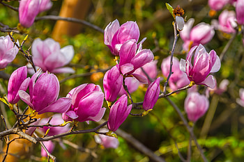 Beautiful magnolia, branch, pink, garden, beautiful, magnolia, tree HD wallpaper