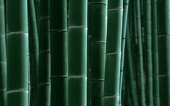 Nature, Stripes, Bamboo, Strips HD wallpaper