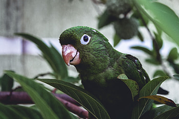 Animals, Leaves, Parrots, Bird, Beak HD wallpaper