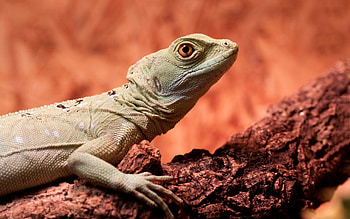 Animals, Wood, Tree, Lizard, Climb HD wallpaper