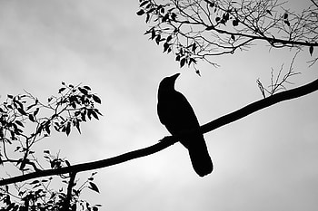 Animals, Silhouette, Bird, Branch, Rook HD wallpaper
