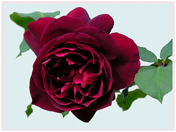 A red rose, rose, closeup, red, flower HD wallpaper