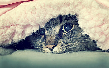 Animals, Cat, Muzzle, Sight, Opinion, Peek Out, Look Out HD wallpaper