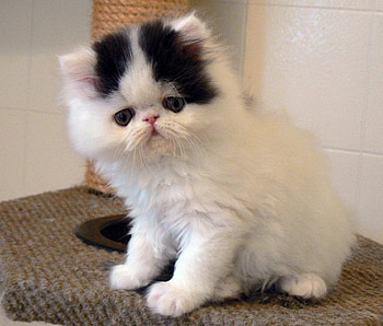 Nice kitten, kitten, cute, cat, pet HD wallpaper