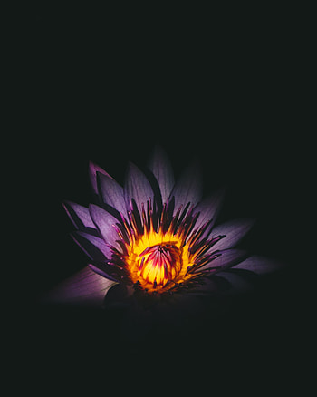 Flowers, Lotus, Violet, Flower, Bud, Purple HD phone wallpaper