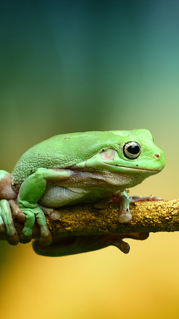 frog , Frog backgrounds, collection, Nature-themed HD phone wallpaper