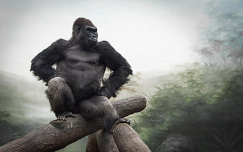 Gorilla artwork, Striking backdrop, Artistic masterpiece, Monochromatic beauty HD wallpaper